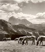 cavallo (Positivo) di Foto Fuchs-Hauffen, Überlingen (1950/01/01 - 1969/12/31)