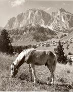 cavallo (Positivo) di Foto Fuchs-Hauffen, Überlingen (1950/01/01 - 1969/12/31)