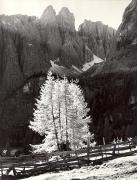 Lärche (Positivo) (1950/01/01 - 1969/12/31)