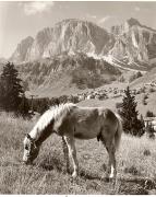 cavallo (Positivo) di Foto Fuchs-Hauffen, Überlingen (1950/01/01 - 1969/12/31)