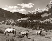 cavallo (Positivo) di Foto Fuchs-Hauffen, Überlingen (1950/01/01 - 1969/12/31)