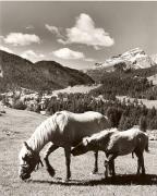 cavallo (Positivo) di Foto Fuchs-Hauffen, Überlingen (1950/01/01 - 1969/12/31)