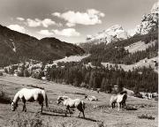 cavallo (Positivo) di Foto Fuchs-Hauffen, Überlingen (1950/01/01 - 1969/12/31)