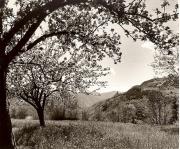 Motiv: Frühling (Positivo) di Foto Fuchs-Hauffen, Überlingen (1950/01/01 - 1969/12/31)