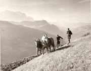 cavallo (Positivo) di Foto Fuchs-Hauffen, Überlingen (1950/01/01 - 1969/12/31)