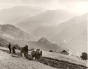 Pflügen und Bodenbearbeitung (Positivo) di Foto Fuchs-Hauffen, Überlingen (1950/01/01 - 1969/12/31)