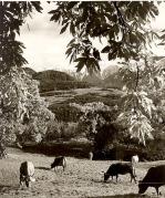 mucca/bovino (Positivo) di Foto Fuchs-Hauffen, Überlingen (1950/01/01 - 1969/12/31)