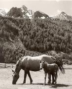 cavallo (Positivo) di Foto Fuchs-Hauffen, Überlingen (1950/01/01 - 1969/12/31)