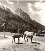 cavallo (Positivo) di Foto Fuchs-Hauffen, Überlingen (1950/01/01 - 1969/12/31)