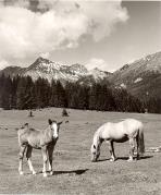 cavallo (Positivo) di Foto Fuchs-Hauffen, Überlingen (1950/01/01 - 1969/12/31)