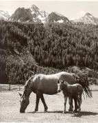 cavallo (Positivo) di Foto Fuchs-Hauffen, Überlingen (1950/01/01 - 1969/12/31)