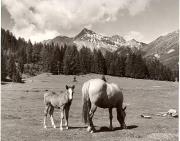 chiesa (Positivo) di Foto Fuchs-Hauffen, Überlingen (1950/01/01 - 1969/12/31)