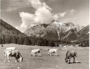 prato (Positivo) di Foto Fuchs-Hauffen, Überlingen (1950/01/01 - 1969/12/31)