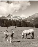 cavallo (Positivo) di Foto Fuchs-Hauffen, Überlingen (1950/01/01 - 1969/12/31)