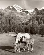 cavallo (Positivo) di Foto Fuchs-Hauffen, Überlingen (1950/01/01 - 1969/12/31)