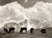 Kühe/Rinder auf der Weide (Positivo) di Foto Fuchs-Hauffen, Überlingen (1950/01/01 - 1969/12/31)