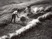 Getreideernte: Schnitt (Positivo) (1950/01/01 - 1969/12/31)
