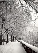 Motiv: Winter (Positivo) di Foto Walder, Brixen (1950/01/01 - 1969/12/31)