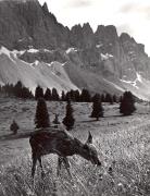prato (Positivo) di Foto Wenzel Fischer, Garmisch (1950/01/01 - 1969/12/31)
