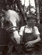 cavallo (Positivo) di Foto Wenzel Fischer, Garmisch (1950/01/01 - 1969/12/31)