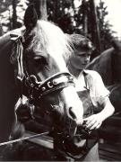 cavallo (Positivo) di Foto Wenzel Fischer, Garmisch (1950/01/01 - 1969/12/31)