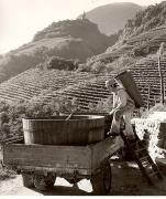 vigneto (Positivo) di Foto Fuchs-Hauffen, Überlingen (1950/01/01 - 1969/12/31)