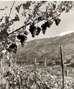 vigneto (Positivo) di Foto Fuchs-Hauffen, Überlingen (1950/01/01 - 1969/12/31)