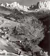 bosco (Positivo) (1950/01/01 - 1969/12/31)