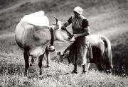 mucca/bovino (Positivo) (1950/01/01 - 1979/12/31)