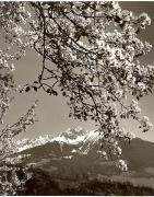Motiv: Frühling (Positivo) di Foto Elisabeth Fuchs-Hauffen, Überlingen/Bodensee (1950/01/01 - 1979/12/31)