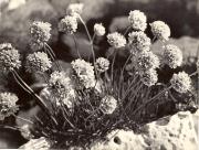 fiore (Positivo) (1950/01/01 - 1975/12/31)