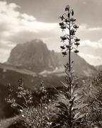 Alpinflora (Positivo) di Foto Elisabeth Fuchs-Hauffen, Überlingen/Bodensee (1950/01/01 - 1969/12/31)