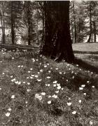 Motiv: Frühling (Positivo) di Foto Elisabeth Fuchs-Hauffen, Überlingen/Bodensee (1950/01/01 - 1969/12/31)