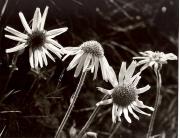 Alpinflora (Positivo) di Foto Elisabeth Fuchs-Hauffen, Überlingen/Bodensee (1950/01/01 - 1969/12/31)