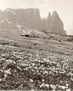 Motiv: Frühling (Positivo) di Foto Elisabeth Fuchs-Hauffen, Überlingen/Bodensee (1950/01/01 - 1969/12/31)