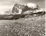 Motiv: Frühling (Positivo) di Foto Elisabeth Fuchs-Hauffen, Überlingen/Bodensee (1950/01/01 - 1969/12/31)