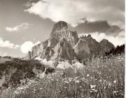 fiore (Positivo) di Foto Elisabeth Fuchs-Hauffen, Überlingen/Bodensee (1950/01/01 - 1969/12/31)