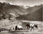 prato (Positivo) di Foto Fuchs-Hauffen, Überlingen (1950/01/01 - 1979/12/31)