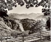 bosco (Positivo) di Foto Elisabeth Fuchs-Hauffen, Überlingen/Bodensee (1950/01/01 - 1979/12/31)