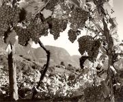 vigneto (Positivo) di Foto Elisabeth Fuchs-Hauffen, Überlingen/Bodensee (1950/01/01 - 1979/12/31)