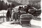 cavallo (Positivo) (1950/01/01 - 1969/12/31)