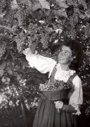 Motiv: Herbst (Positivo) di Foto Löbl, Bad Tölz/Oberbayern (1950/01/01 - 1969/12/31)