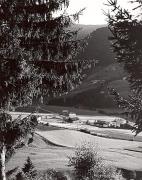 bosco (Positivo) di Foto Sandro Saltuari, Bozen (1950/01/01 - 1979/12/31)