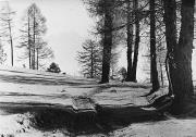 Lärche (Positivo) (1950/01/01 - 1969/12/31)