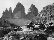 pecore al pascolo (Positivo) di Foto Edizioni Ghedina (1950/01/01 - 1979/12/31)