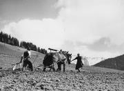 Pflug (Positivo) di Foto Hermann Frass, Bozen (1950/01/01 - 1979/12/31)