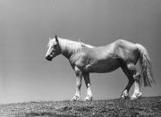 cavallo (Positivo) di Foto Hermann Frass, Bozen (1950/01/01 - 1979/12/31)