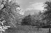 Obstbaum (Positivo) di Foto Hermann Frass, Bozen (1950/01/01 - 1979/12/31)