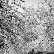 Obstbaum (Positivo) di Foto Hermann Frass, Bozen (1950/01/01 - 1979/12/31)