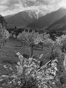 frutteto (Positivo) di Foto Bruno Stefani, Milano (1950/01/01 - 1969/12/31)